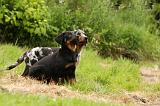 BEAUCERON - PUPPIES 246